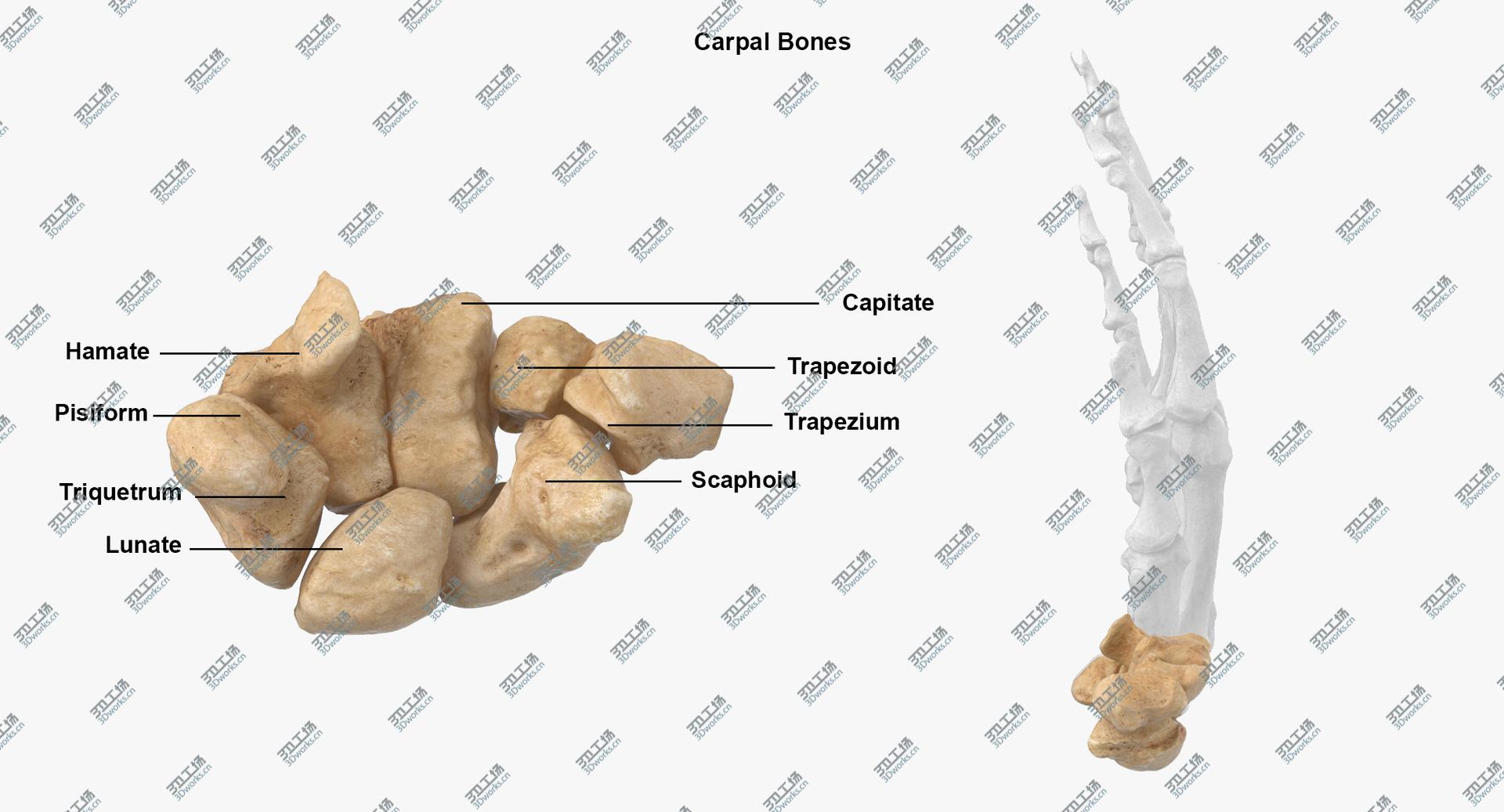 images/goods_img/2021040231/Real Wire Mounted Human Hand Skeleton Model 3D model/4.jpg